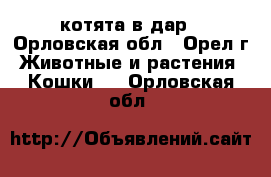 котята в дар - Орловская обл., Орел г. Животные и растения » Кошки   . Орловская обл.